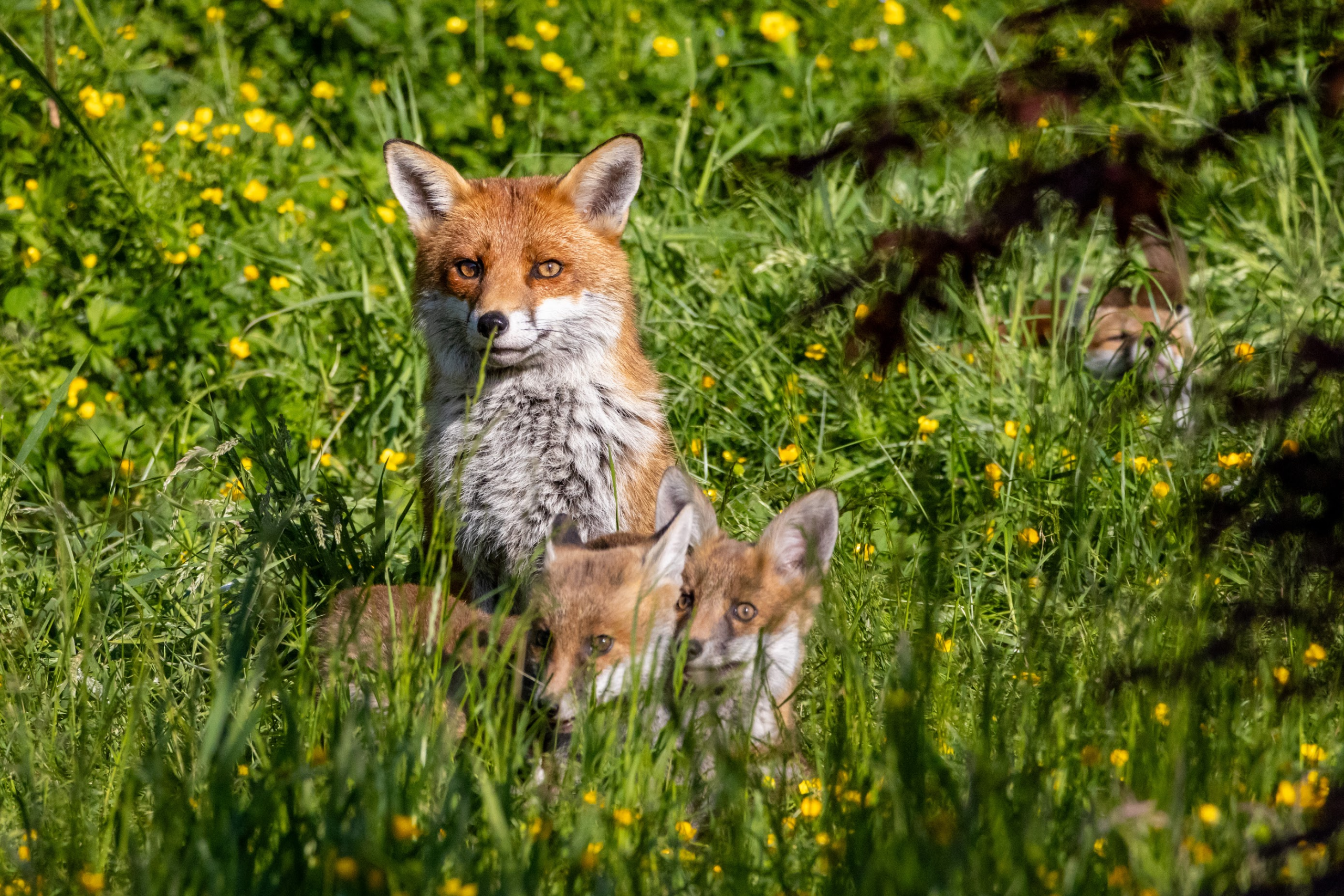 Fox Cubs in the Garden